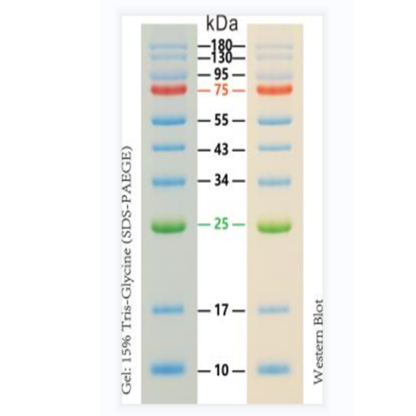 彩色预染蛋白质分子量标准WPPL4（10-180kDa）