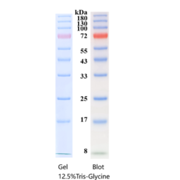 彩色预染蛋白质分子量标准EWPPL2(8-180kDa)