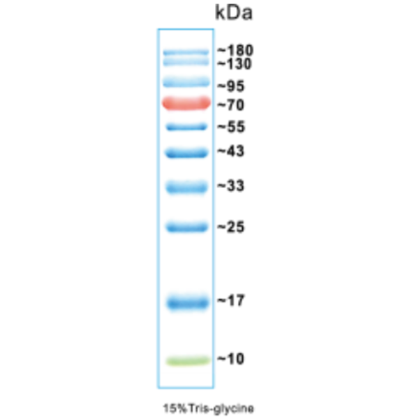 彩色预染蛋白质分子量标准EWPPL1（10-180kDa）