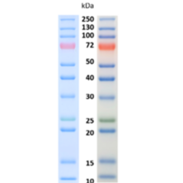 彩色预染蛋白质分子量标准WPN128(10-250kDa)