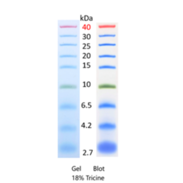 彩色预染蛋白质分子量标准EWPN120(2.7-40kDa)