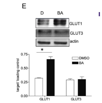 Anti-Glucose Transporter GLUT-3 Antibody